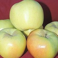GOLDEN DORSETT APPLE