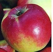 JONATHAN APPLE