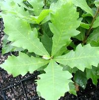 SWAMP WHITE OAK