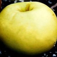 LODI APPLE
