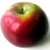 MCINTOSH APPLE