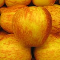 GALA APPLE