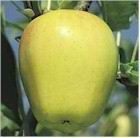 YELLOW DELICIOUS APPLE