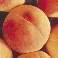HALE HAVEN PEACH