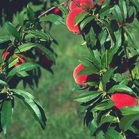 RED HAVEN PEACH