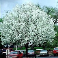 BRADFORD ORNAMENTAL PEAR