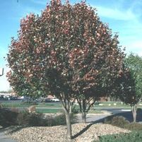 TRINITY ORNAMENTAL PEAR