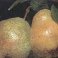 KIEFFER PEAR
