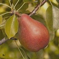 PINEAPPLE PEAR