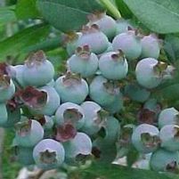 CLIMAX BLUEBERRY