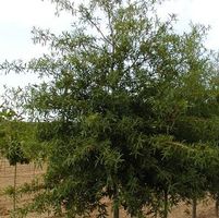 WILLOW OAK