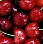 MONTMORENCY SOUR CHERRY