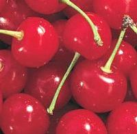 NORTH STAR SOUR CHERRY
