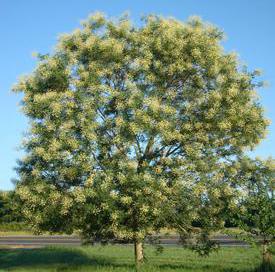 JAPANESE PAGODA TREE