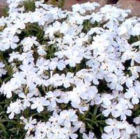 WHITE DELIGHT CREEPING PHLOX