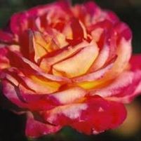 LOVE & PEACE® ROSE