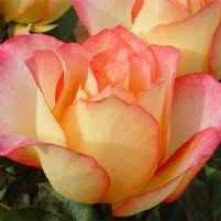 RAINBOW SORBET™ HYBRID TEA ROSE