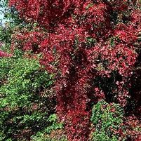 ENGELMAN VIRGINIA CREEPER