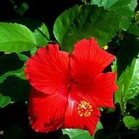 BRILLIANTISSIMA TROPICAL HIBISCUS