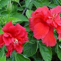 CECILIA TROPICAL HIBISCUS