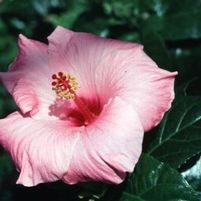 SINGLE CLASSIC PINK TROPICAL HIBISCUS