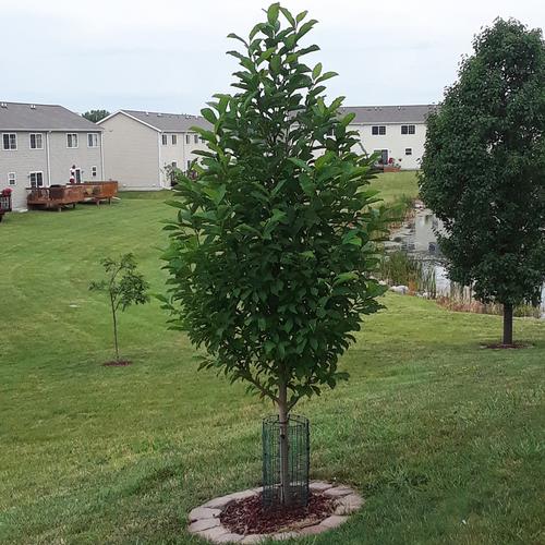 SUNSATION MAGNOLIA