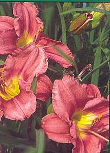 ROSY RETURNS DAYLILY