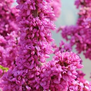 Cercis chinensis 'Avondale'