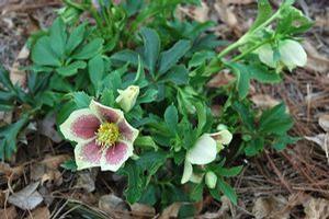 SPLASHDOWN LENTEN ROSE