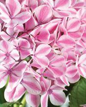 FOREVER & EVER® PEPPERMINT HYDRANGEA