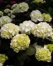 FOREVER & EVER® WHITE OUT HYDRANGEA
