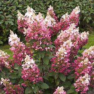 Hydrangea paniculata 'DVPpinky'
