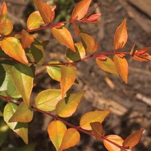 Abelia grandiflora 'Rika 1'