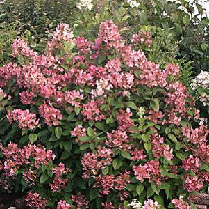 Hydrangea paniculata 'Bulk'