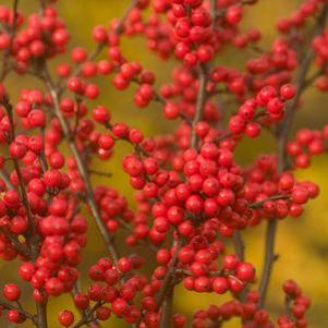 Ilex verticillata 'Spravy'