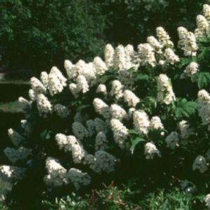 Hydrangea quercifolia 'Snow Queen'