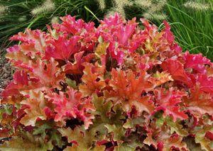 Heuchera x 'Marmalade'
