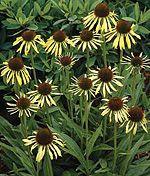 PARANOIA CONEFLOWER