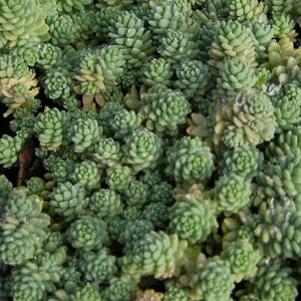 Sedum dasyphyllum 'Blue Tears'