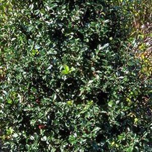 Ilex x meserveae 'Blue Prince'