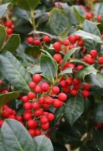 Ilex x 'Nellie R. Stevens'