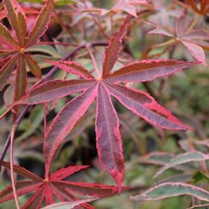 Acer palmatum 'Shirazz'