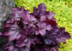 PLUM ROYALE CORAL BELLS