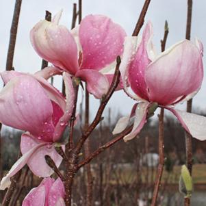 Magnolia x soulangiana ''