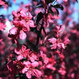 Malus x 'Thunderchild'