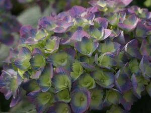 CITYLINE® RIO HYDRANGEA