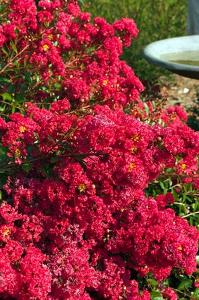 Lagerstroemia x 'GAMAD-I'