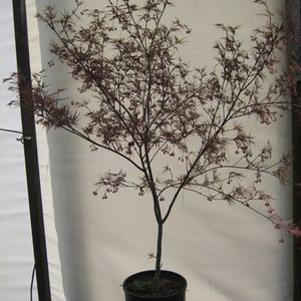 Acer palmatum linearilobum 'Beni Otake'