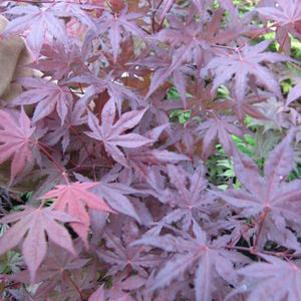 Acer palmatum reticulatum 'Purple Ghost'