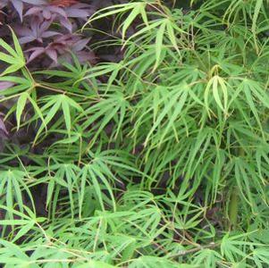 AO SHIME NO UCHI UPRIGHT JAPANESE MAPLE